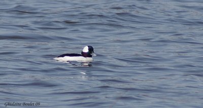 Petit Garrot (Bufflehead)