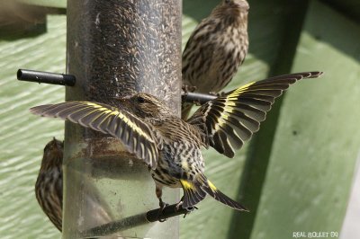 Tarin des pins (Pine Siskin)