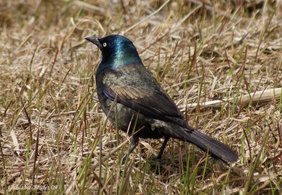 Quiscale bronz (Common Grackle