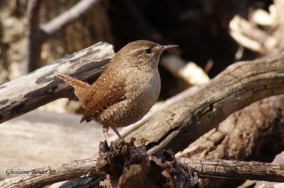 Troglodyte des frets (Winter Wren)