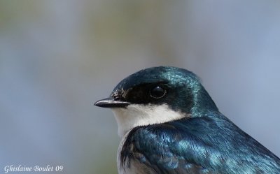 Hirondelle bicolore (Tree Swallow)