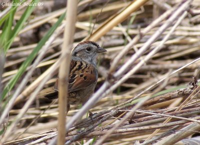 Bruant des marais (Swamp Sparrow)
