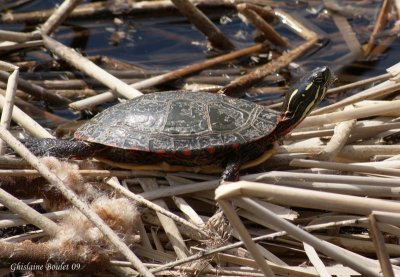 Tortue peinte