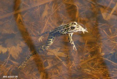 Grenouille lopard
