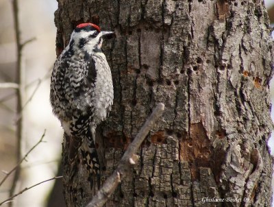 Pic macul (Yellow-bellied Sapsucker)