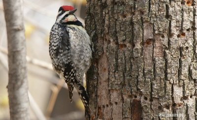 Pic maculé (Yellow-bellied Sapsucker)