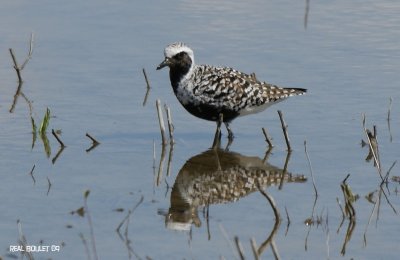 Pluvier argent - Black-bellied Plover