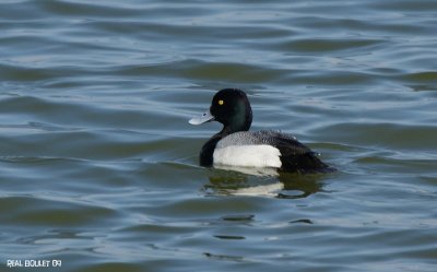 Petit Fuligule (Lesser Scaup)
