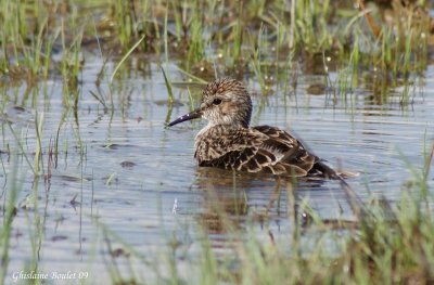Bcasseau minuscule (Least Sandpiper)