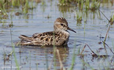 Bcasseau minuscule (Least Sandpiper)
