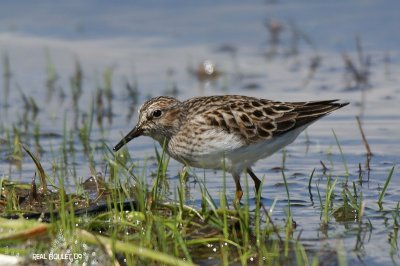 Bcasseau minuscule (Least Sandpiper)