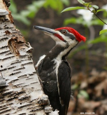 Grand Pic (Pileated Woodpecker)