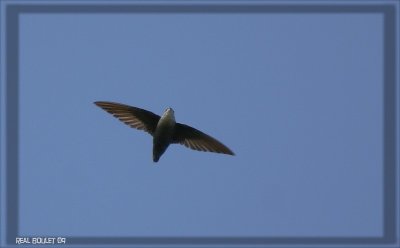 Martinet ramoneur (Chimney Swift)