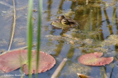 Coucou!  (Peek-a-boo!)