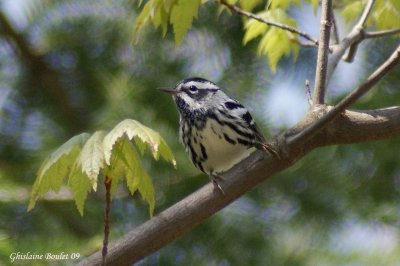 Paruline noir et blanc (Black-and-white Warbler)