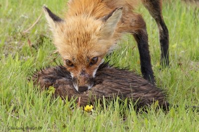 Renard roux - Red Fox