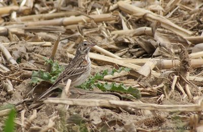 Bruant vesperal (Vesper Sparrow)