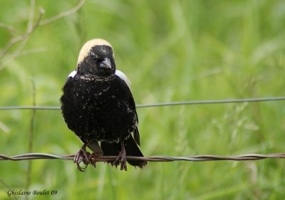 Goglu des prés (Bobolink)