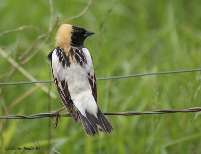 Goglu des prés (Bobolink)