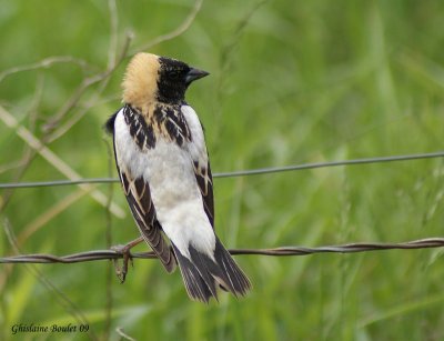 Goglu des prs (Bobolink)