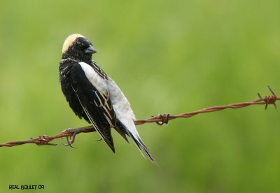 Goglu des prés (Bobolink)