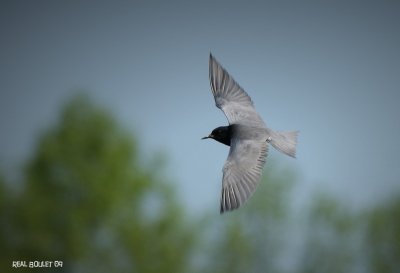 Guifette noire (Black Tern)