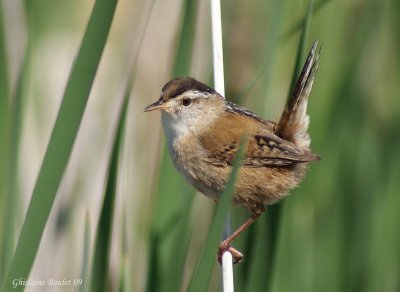 Troglodyte des marais (Marsh Wren)