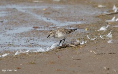 Bcasseau semipalm (Semipalmated Sandpiper)