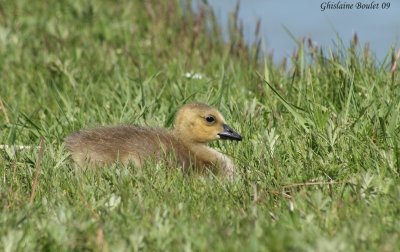 Bernache du Canada (Canada Goose)