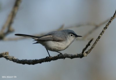 Gobemoucheron gris-bleu (Blue-gray Gnatcatcher)