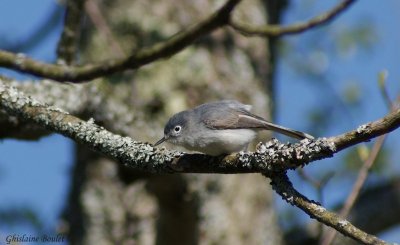 Gobemoucheron gris-bleu (Blue-gray Gnatcatcher)
