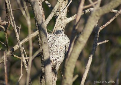Gobemoucheron gris-bleu (Blue-gray Gnatcatcher)
