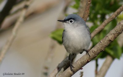 Gobemoucheron gris-bleu (Blue-gray Gnatcatcher)