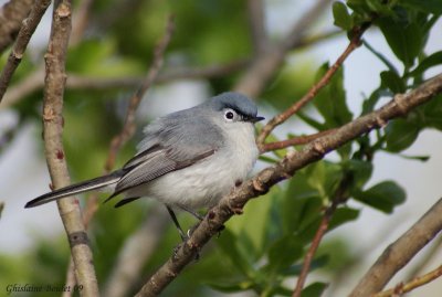 Gobemoucheron gris-bleu (Blue-gray Gnatcatcher)