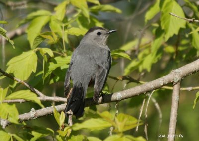 Moqueur chat (Gray Catbird)