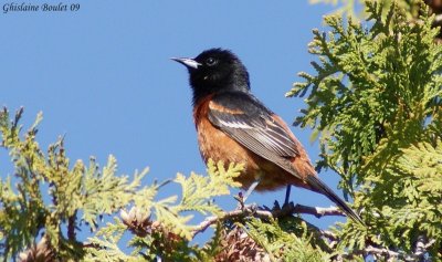 Oriole des vergers (Orchard Oriole)