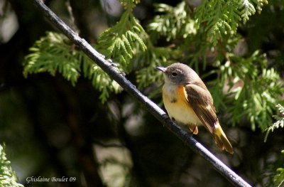 Paruline flamboyante (American Redstart)