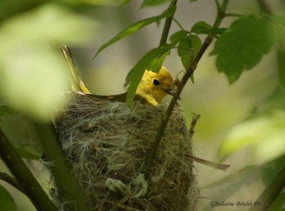 Paruline jaune (Yellow Warbler)