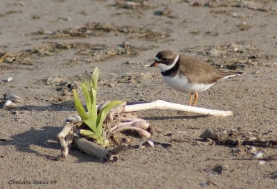 Pluvier semipalm (Semipalmated Plover)