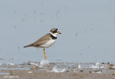 Pluvier semipalm (Semipalmated Plover)