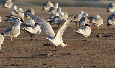 Sterne caspienne (Caspian Tern)