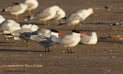 Sterne caspienne (Caspian Tern)