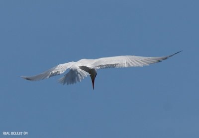 Sterne caspienne (Caspian Tern)