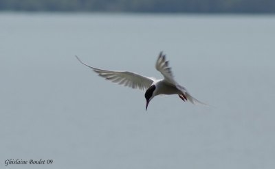Sterne pierregarrin (Common Tern)