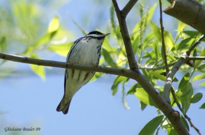 Paruline raye (Blackpoll Warbler)