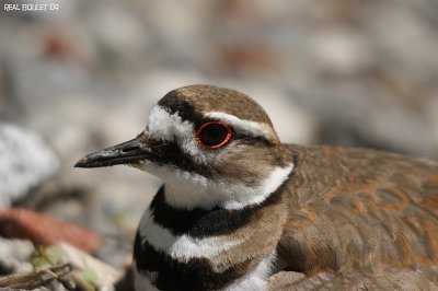 Pluvier kildir (Kildeer)