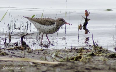 Chevalier grivel (Spotted Sandpiper)