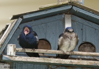 Hirondelle noire (Purple Martin)