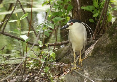 Bihoreau gris (Black-crowned Night-Heron)