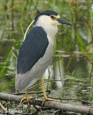 Bihoreau gris (Black-crowned Night-Heron)